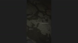 Playful fox bites shoes before running off in Les Menuires, Belleville Valley, France