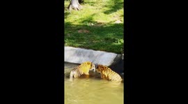 Two Tigers, One Pool: Splash or Thrash?