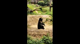 Paws and Pose: This Bear's Got Good Toes!