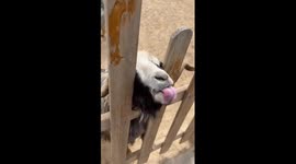 Head in a Gap, Tongue Takes a Lap!