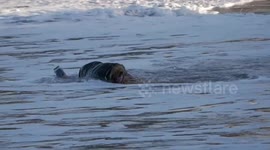 Focused photographer caught and tumbled by the waves. Danger in shallow water. Cornwall, UK
