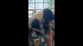 Panda's Chinese Kung Fu