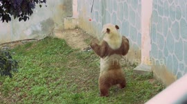 China: World's only captive brown panda takes regular exercises for winter