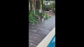 Clumsy pet dog accidentally knocks over garden pot