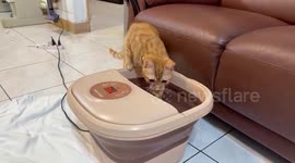 Tabby cat enjoys hot home foot spa for his paws