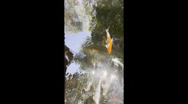 Amazing colorful fish swim in a pond with clean water and sparkling sunshine at a wonderful cafe in a forest background.