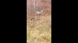 Angry Buck Destroys Deer Decoy
