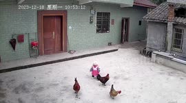 Rooster suddenly attacks toddler playing in family courtyard