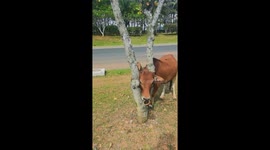 Passersby rescue cow with head stuck between tree branches