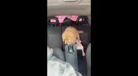 Golden retriever puppy over cat kennel