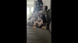 Cockapoo Doesn't Trust That Nugget