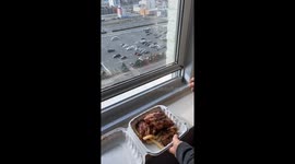 Seagull snatches full rack of ribs from hotel plate—TikTok clip hits 475K views