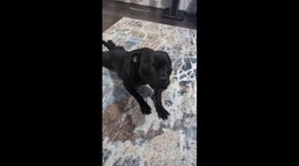 Pet dog makes funny stretching noises on the rug in Alberta, Canada