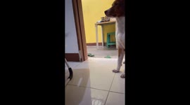 Dog hilariously becomes the odd one out during game in Bacoor, Philippines