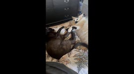Lazy Cats Still Having A Little Spat