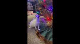 Mallow Feels a Certain Way About Christmas Ornaments