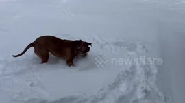 Dog plays in fresh snow during winter storm in Long Island, New York, USA