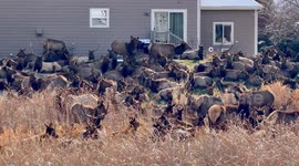Elk Herd Crowd Loveland Backyards
