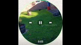 First Zoomies now he knows what the gardens for and no fear antics even taking another dogs toys