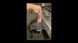 AI prankster sparks viral chaos—TikTok clip of fake hamster drop hits 46M views