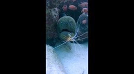 Brave Shrimp Dentists