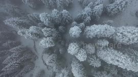 Picturesque winter scene as snow and mist settle over Türkiye's Ilgaz Mountain