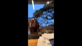 Cute Little Window Teeth