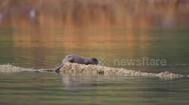 Eurasian otter spotted feeding in northern Türkiye
