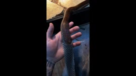 Satisfying Shedding of Snake Skin