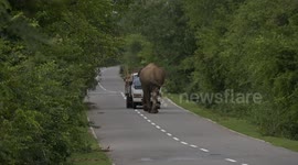 Quick Thinking Saves Man from Charging Elephant Near Buttala