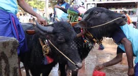 India celebrates traditional Kambala Buffalo Race Festival in Karnataka