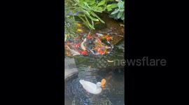 Amazing moments at a magical cafe with an enchanting waterfall and exotic fish pool in a tropical jungle setting.