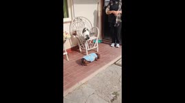 Cat Jumps On Dog For A Piggyback Ride