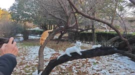 Cat curiously taps snow sculpture carved into tree in Henan, China
