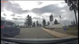 Family Of Deer Runs Across The Street Unexpectedly And Drive Hits One Of Them