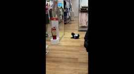 Dog baffled by his own reflection in clothes store mirror