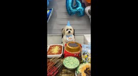 Family celebrates their pet dog's birthday at home