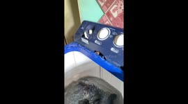 Frog found vibrating while stuck inside family washing machine