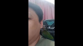 Pet parrot nibbles on owner's ear as he plays computer game