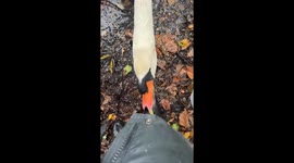 Papa Swan demands better lunch—Instagram clip of feisty bird hits 84.8K views