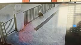 Caught on Cam: Wild Boar's Desperate Dash Ends in Iron Gate Mishap!