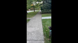 Pet dog reacts to coyote during park walk in Highland Park, USA