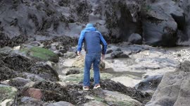 Coastal Chaos: Man Battles Slippery Rocks and Seaweed for Foothold. Cornwall, UK