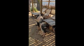 Pet pigs do the conga as they play together in garden