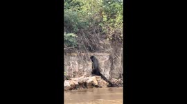 Giant otter family relocates to a new den in Pantanal, Porto Jofre, Brazil