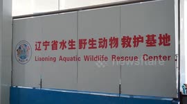 China: Straying spotted seal pup returns home in good health