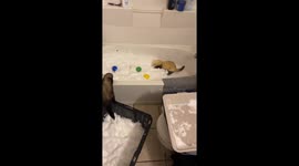 Ferrets Delight In Bathtub Of Fresh Snow