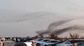Thousands of migratory birds create stunning murmuration in China
