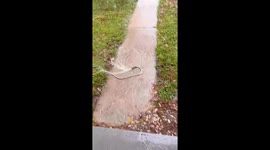 Man jokes about flooding yard after heavy rain in Palm Beach, Florida, USA
