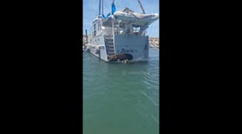 Unbothered sea lion relaxes on boat in Buenos Aires, Argentina